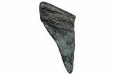 Partial Fossil Megalodon Tooth - South Carolina #328996-1